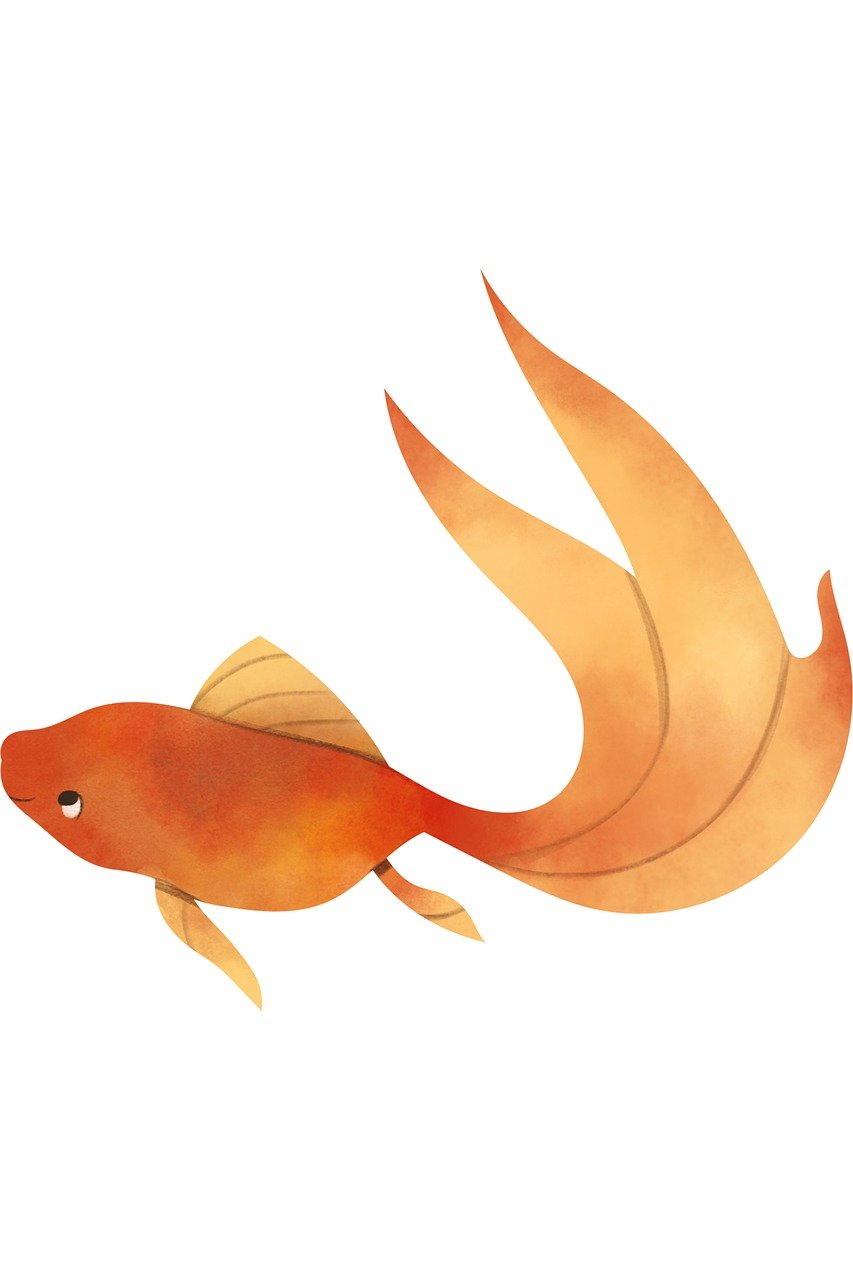 goldfish, fin, aquarium-6805628.jpg