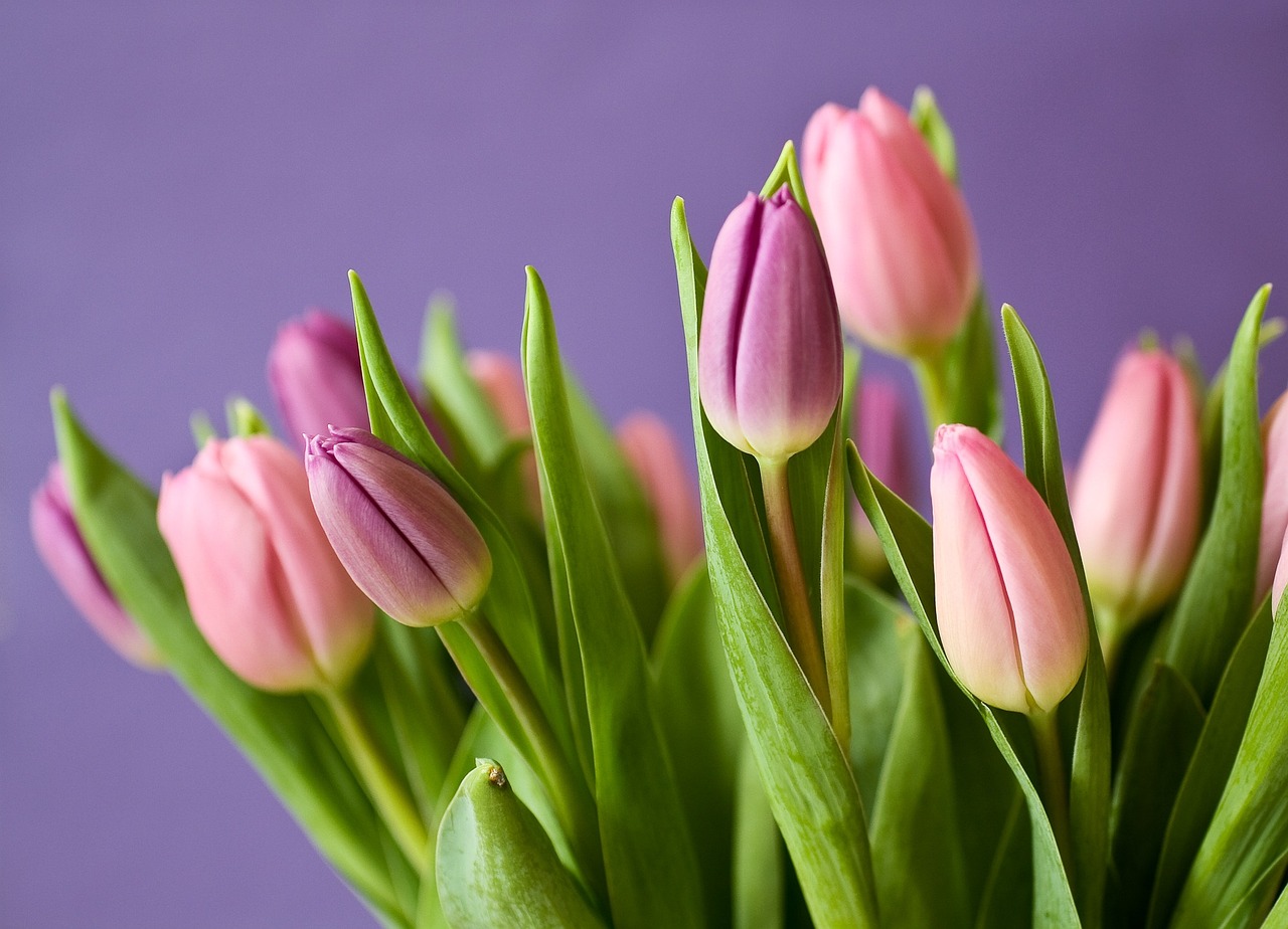 tulips, beautiful flowers, buds-320151.jpg